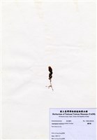 藏品(蘆筍藻)的圖片
